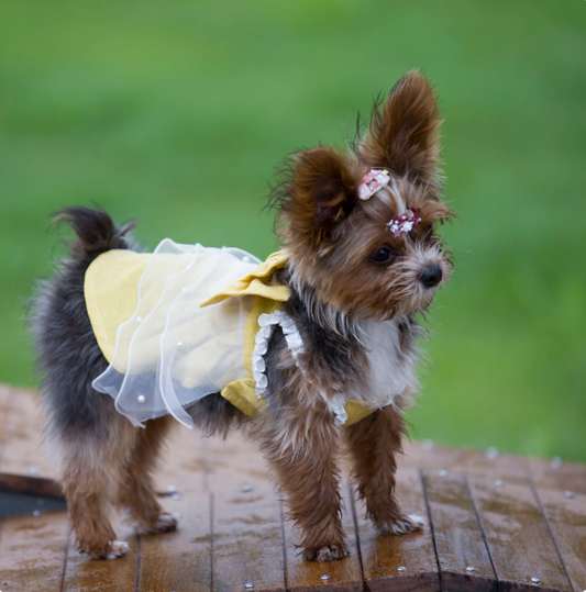 Yellow Bow Tulle Pet Dress