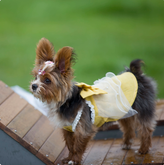 Yellow Bow Tulle Pet Dress